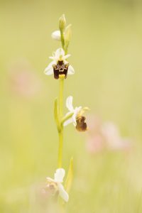 Ophrys holoserica / Hummel-Ragwurz / Late Spider Orchid