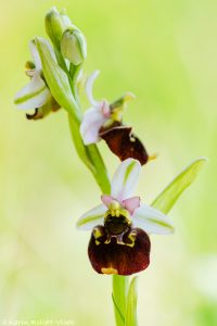 Ophrys holoserica / Hummel-Ragwurz / Late Spider Orchid