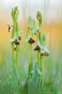 Ophrys holoserica / Hummel-Ragwurz / Late Spider Orchid