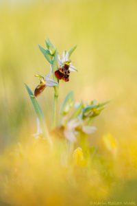 Ophrys holoserica / Hummel-Ragwurz / Late Spider Orchid