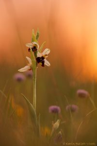 Ophrys holoserica / Hummel-Ragwurz / Late Spider Orchid