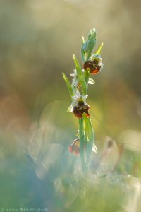 Ophrys holoserica / Hummel-Ragwurz / Late Spider Orchid