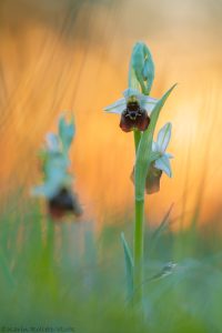 Ophrys holoserica / Hummel-Ragwurz / Late Spider Orchid