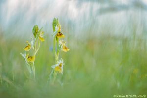 Ophrys holoserica / Hummel-Ragwurz / Late Spider Orchid