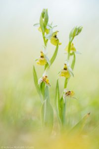 Ophrys holoserica / Hummel-Ragwurz / Late Spider Orchid