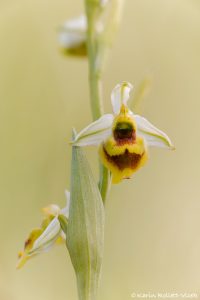 Ophrys holoserica / Hummel-Ragwurz / Late Spider Orchid