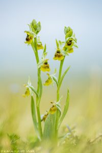 Ophrys holoserica / Hummel-Ragwurz / Late Spider Orchid