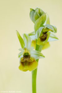 Ophrys holoserica / Hummel-Ragwurz / Late Spider Orchid