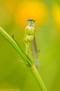 Ischnura elegans / Große Pechlibelle