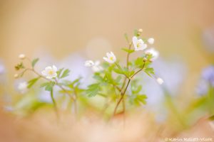 Isopyrum thalictroides / Wiesenrauten-Muschelblümchen