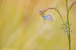 Polyommatus icarus / Hauhechel-Bläuling / Common blue