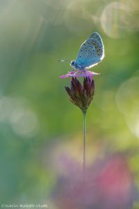 Polyommatus icarus / Hauhechel-Bläuling / Common blue