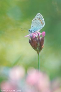 Polyommatus icarus / Hauhechel-Bläuling / Common blue