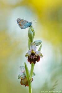 Polyommatus icarus / Hauhechel-Bläuling / Common blue