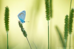 Polyommatus icarus / Hauhechel-Bläuling / Common blue