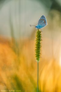 Polyommatus icarus / Hauhechel-Bläuling / Common blue