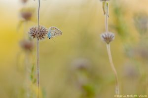 Polyommatus icarus / Hauhechel-Bläuling / Common blue