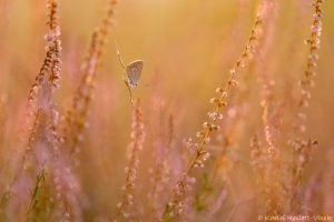 Polyommatus icarus / Hauhechel-Bläuling / Common blue