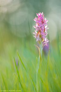 Dactylorhiza incarnata / Fleischfarbenes Knabenkraut / Early marsh-orchid