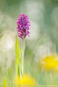 Dactylorhiza incarnata / Fleischfarbenes Knabenkraut / Early marsh-orchid