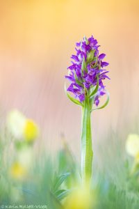 Dactylorhiza incarnata / Fleischfarbenes Knabenkraut / Early marsh-orchid