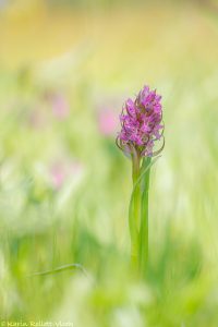 Dactylorhiza incarnata / Fleischfarbenes Knabenkraut / Early marsh-orchid