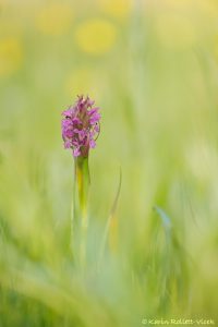 Dactylorhiza incarnata / Fleischfarbenes Knabenkraut / Early marsh-orchid