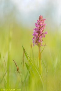 Dactylorhiza incarnata / Fleischfarbenes Knabenkraut / Early marsh-orchid