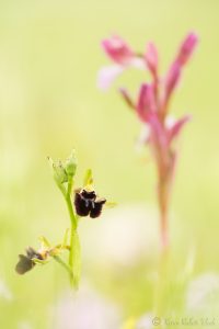 Ophrys incubacea / Schwarze Ragwurz / Early spider orchis