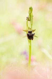 Ophrys incubacea / Schwarze Ragwurz / Early spider orchis