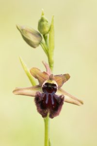 Ophrys incubacea / Schwarze Ragwurz / Early spider orchis