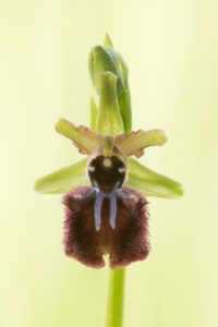 Ophrys incubacea / Schwarze Ragwurz / Early spider orchis