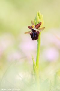 Ophrys incubacea / Schwarze Ragwurz / Early spider orchis