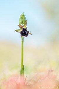 Ophrys incubacea / Schwarze Ragwurz / Early spider orchis