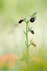 Ophrys incubacea / Schwarze Ragwurz / Early spider orchis