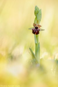 Ophrys incubacea / Schwarze Ragwurz / Early spider orchis