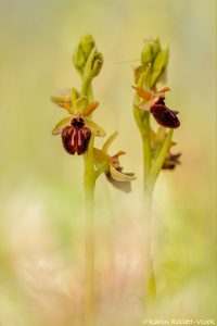 Ophrys incubacea / Schwarze Ragwurz / Early spider orchis