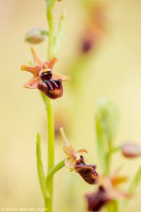 Ophrys incubacea / Schwarze Ragwurz / Early spider orchis