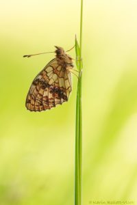 Brenthis ino / Mädesüß-Perlmuttfalter / Lesser marbled fritillary