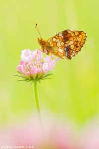 Brenthis ino / Mädesüß-Perlmuttfalter / Lesser marbled fritillary