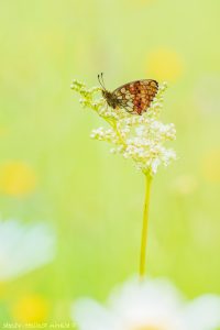 Brenthis ino / Mädesüß-Perlmuttfalter / Lesser marbled fritillary