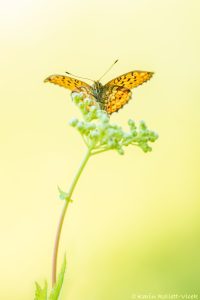 Brenthis ino / Mädesüß-Perlmuttfalter / Lesser marbled fritillary