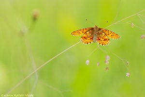 Brenthis ino / Mädesüß-Perlmuttfalter / Lesser marbled fritillary