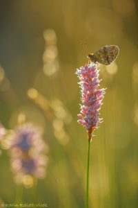 Brenthis ino / Mädesüß-Perlmuttfalter / Lesser marbled fritillary