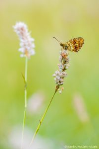 Brenthis ino / Mädesüß-Perlmuttfalter / Lesser marbled fritillary