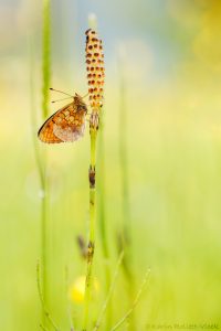 Brenthis ino / Mädesüß-Perlmuttfalter / Lesser marbled fritillary