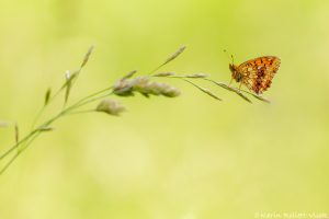 Brenthis ino / Mädesüß-Perlmuttfalter / Lesser marbled fritillary