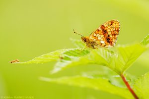 Brenthis ino / Mädesüß-Perlmuttfalter / Lesser marbled fritillary