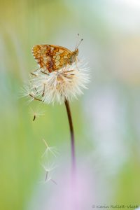 Brenthis ino / Mädesüß-Perlmuttfalter / Lesser marbled fritillary