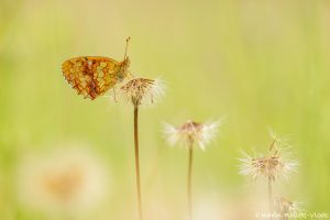 Brenthis ino / Mädesüß-Perlmuttfalter / Lesser marbled fritillary